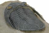 Prone Zlichovaspis Trilobite - Orange Eye Preservation! #381608-5